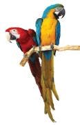 Petplan introduceert papegaaienpolis