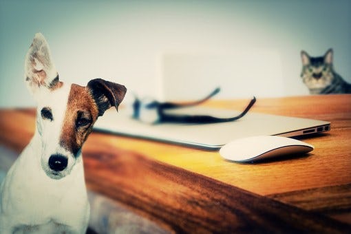 Hondenbeten kosten Amerikaanse verzekeraars $ 700 miljoen