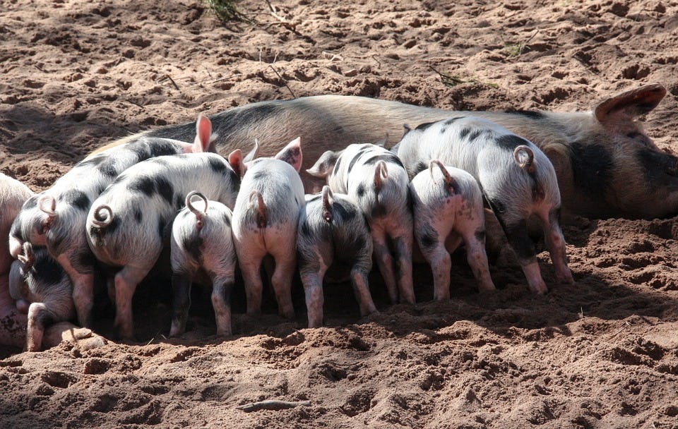 Advocaat varkensfokker: 'We starten ook met een proces tegen de Rabobank'