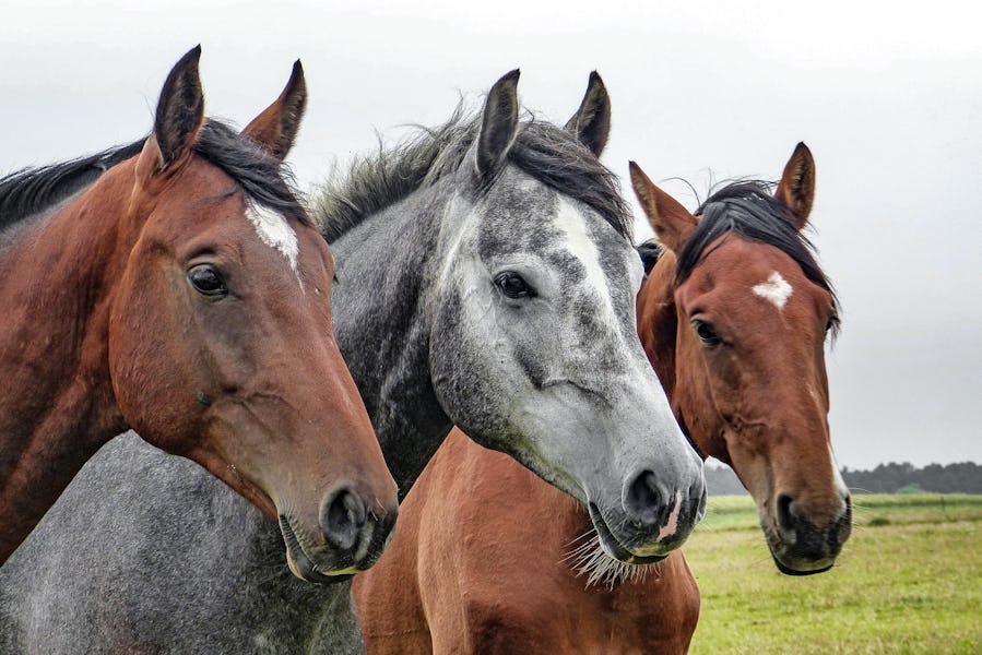 Paardenverzekeraars en reisbureaus verliezen Wft-vrijstelling