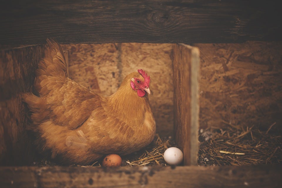Rechtbank houdt MS Amlin aansprakelijk voor kippen die geen eieren leggen