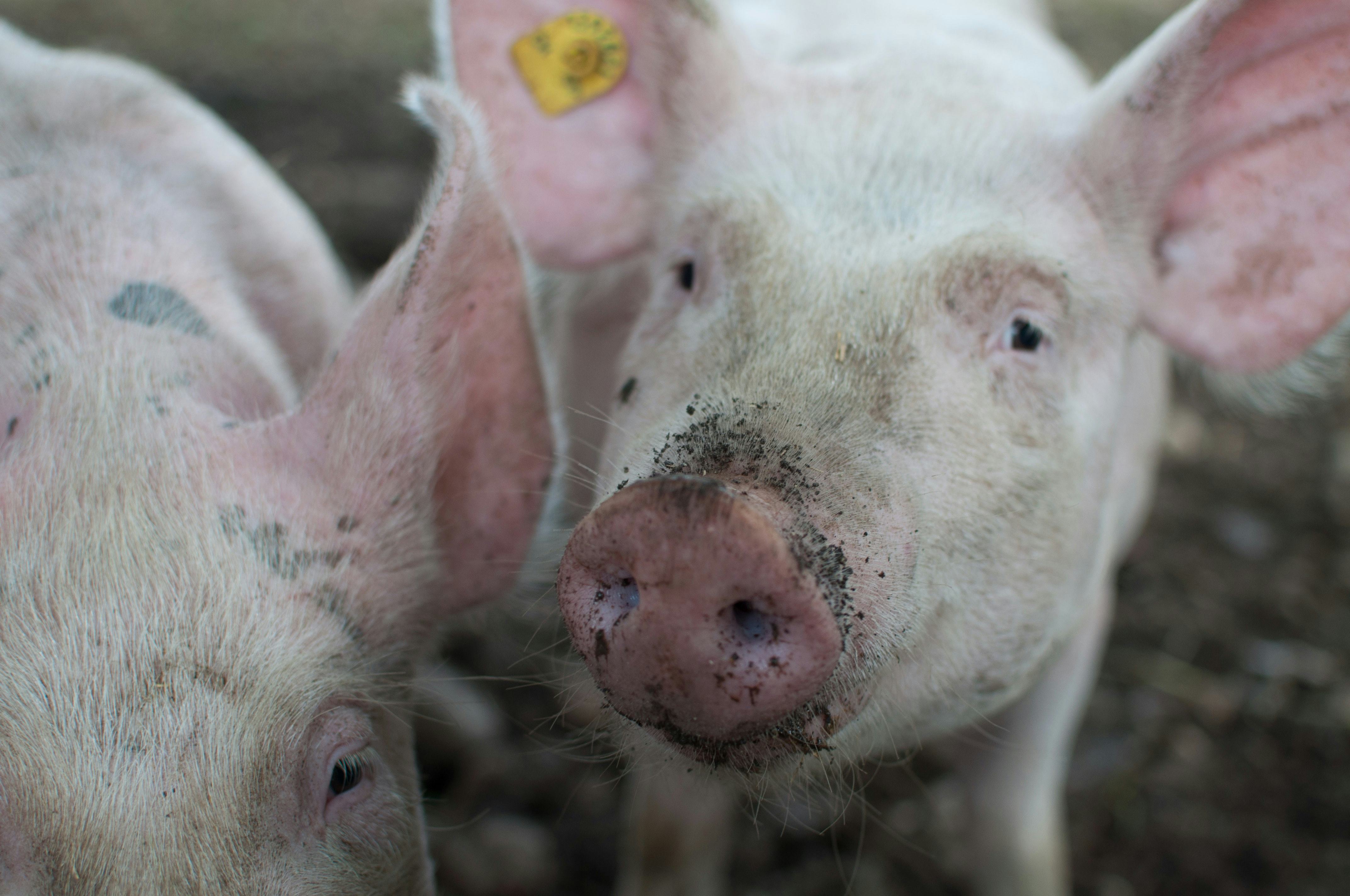 Ook voor varkenshouders dreigt onverzekerbaarheid