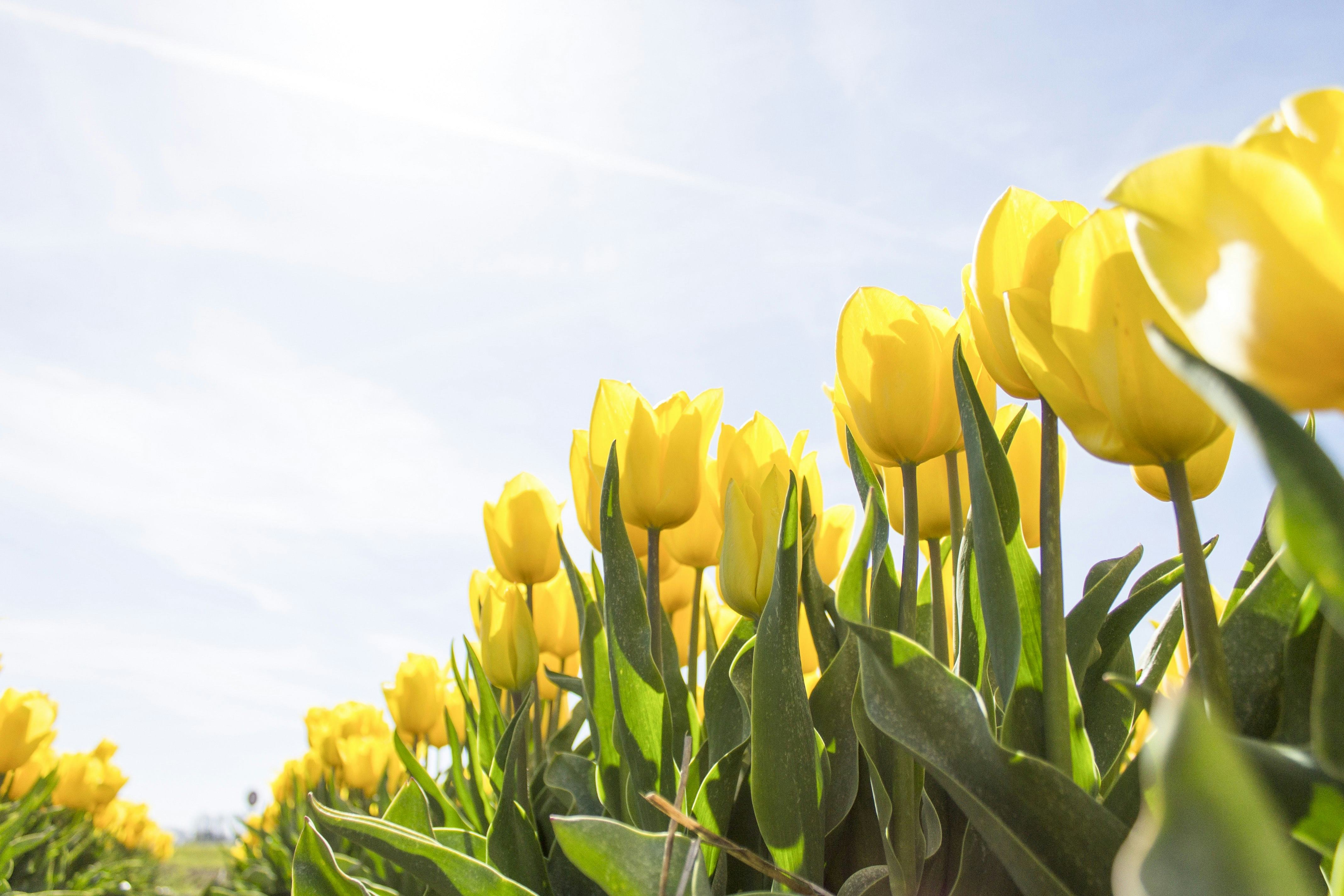 Tulp Hypotheken opent het loket voor beginnende ondernemer