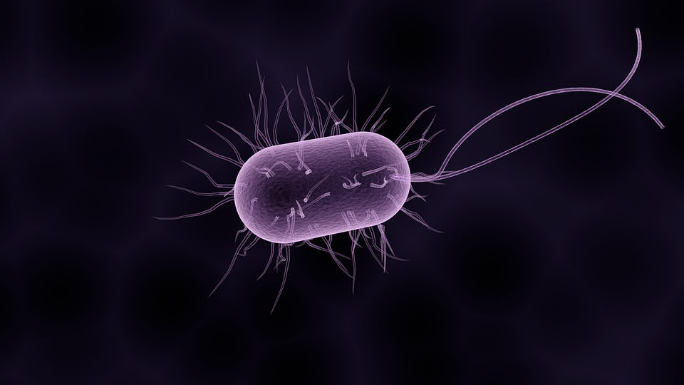 Kifid: Bacterie is geen geweld van buitenaf