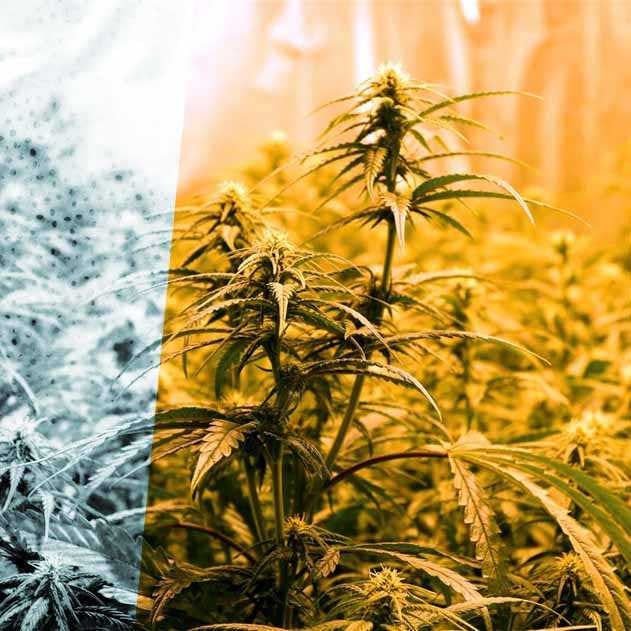 Makelaarszoon gebruikt woning voor oneigenlijke doeleinden: wat nu?