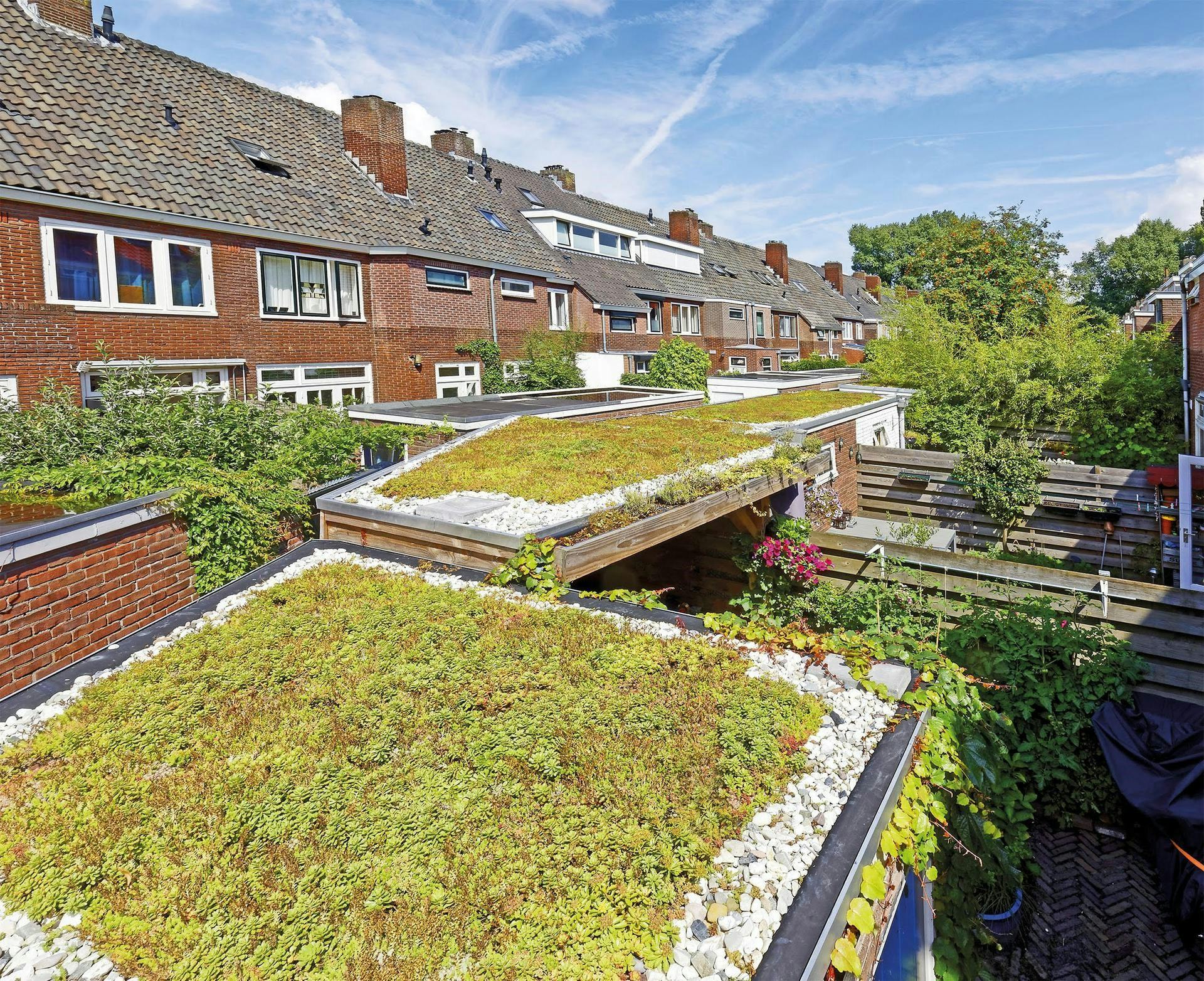 Interpolis wil met groene daken sterke stijging neerslagschades halt toe roepen