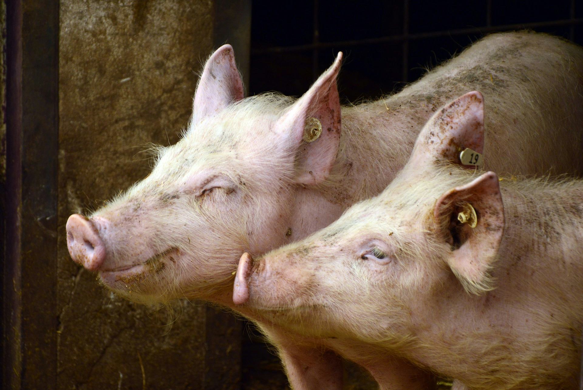 Slordige varkenshouder krijgt schade instorten schuur definitief niet vergoed