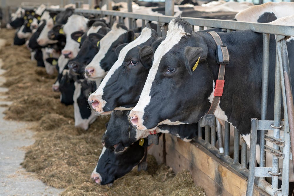 Melkveehouders klagen Rabobank aan om te hoge hypotheken