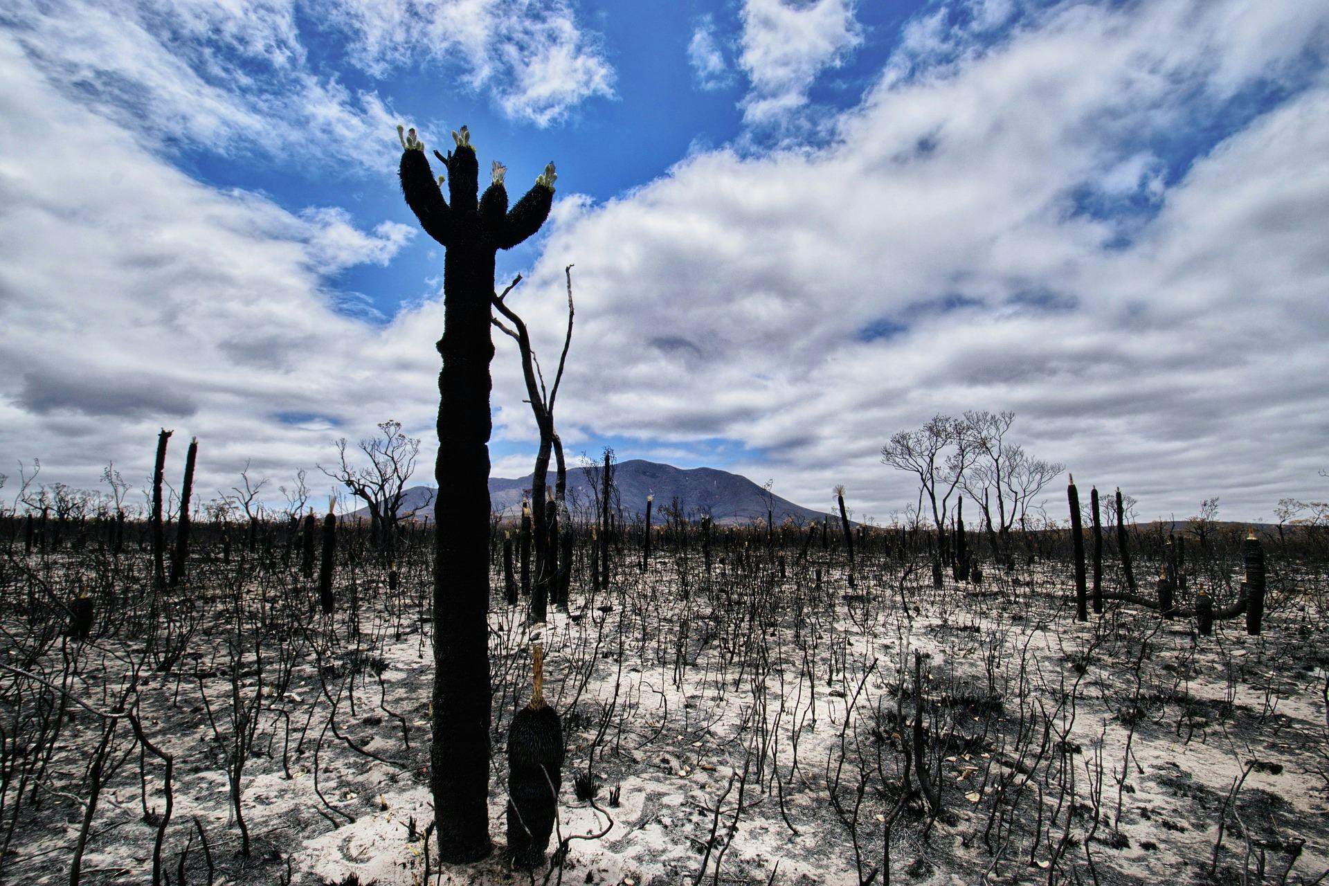 Australische bosbranden kosten verzekeraars ruim 1 miljard euro