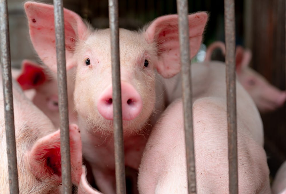 NN boekt succes met hoger beroep in zaak rond alarm in varkensstal