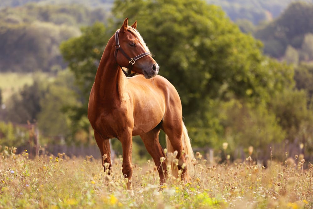 Paardenverzekeraar verduidelijkt 'gebrek' niet: kramperig paard toch vergoed