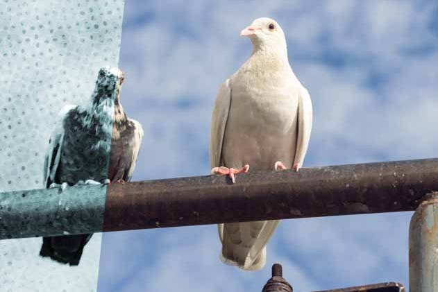 De vogel is gevlogen; tussenpersoon aansprakelijk voor de schade?