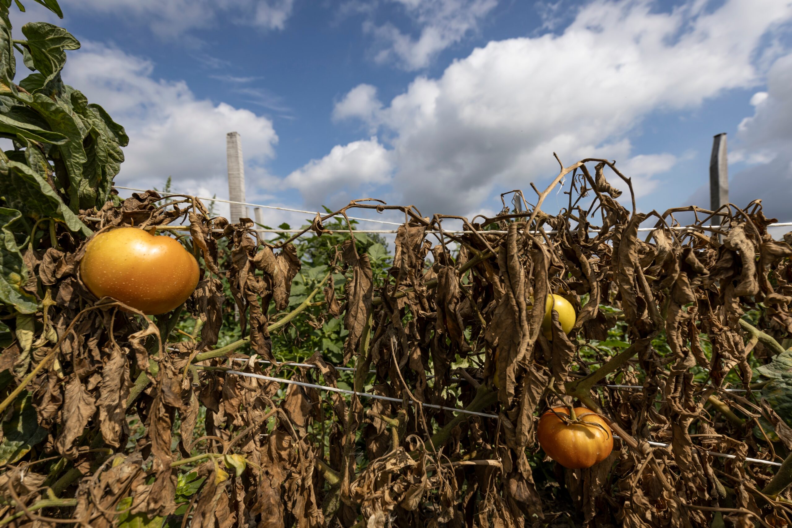 Door droogte is deze tomatenoogst mislukt