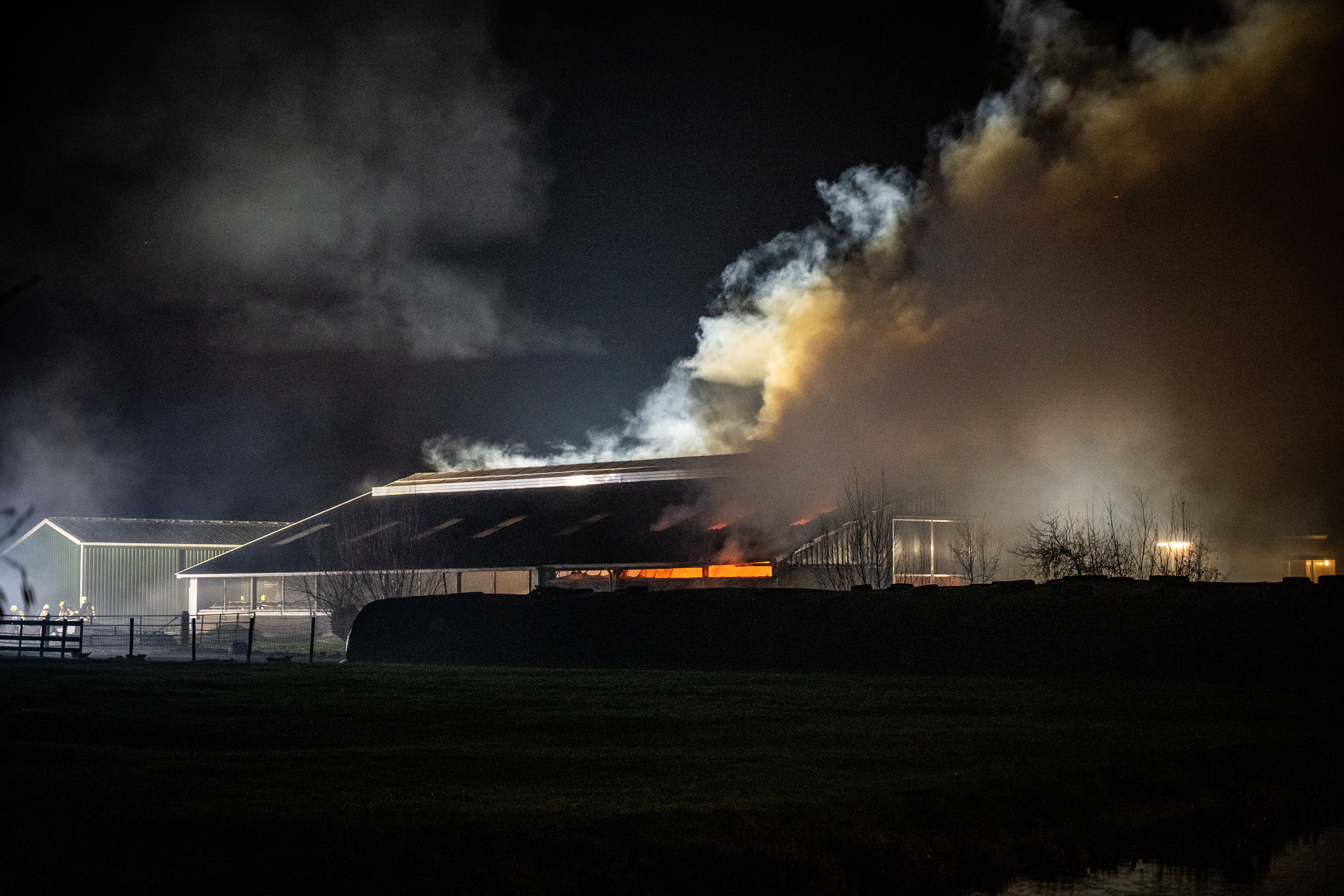 WAARDER - Bij een brand in een stal zijn vier kalfjes omgekomen, zes andere liepen brandwonden op. | beeld: ANP