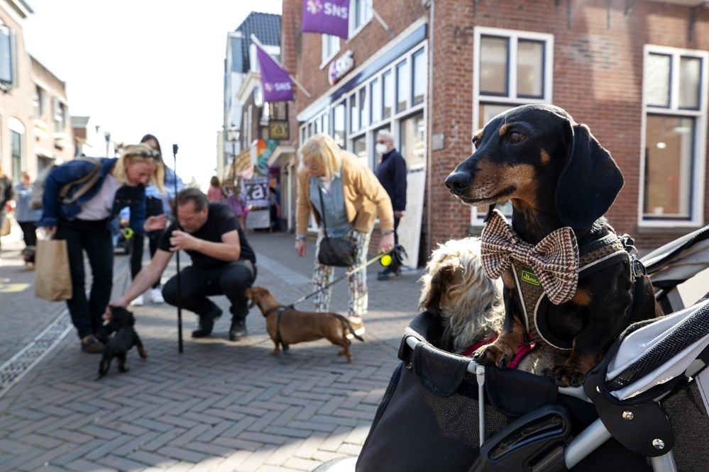 Dag van de Teckel in Zoetermeer | Beeld: ANP