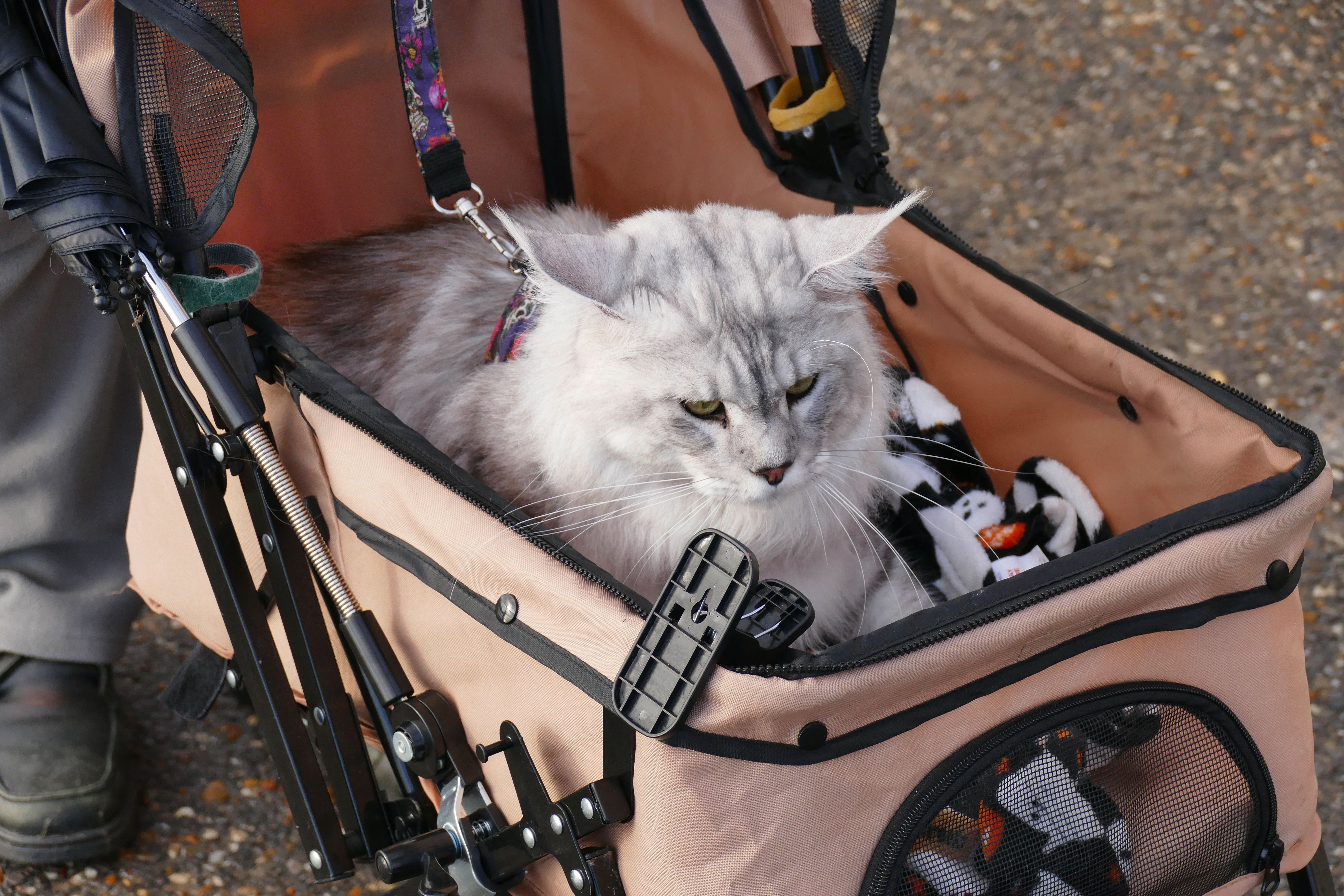 Kat in een wagentje, foto: Shutterstock 